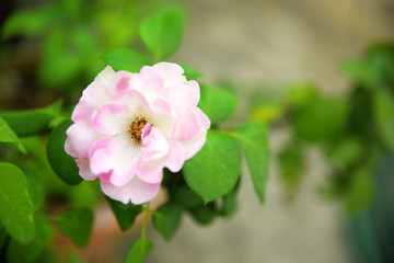 Fototapeta na wymiar Pink-white Rose flower and green plant