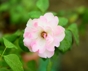 Pink-white Rose flower and green plant