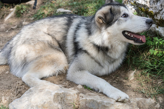 Layka