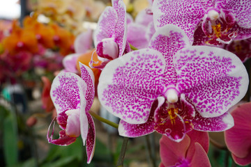purple orchid isolated on blur background. Closeup of purple phalaenopsis orchid