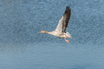 Deutschland, Niedersachsen, Ostfriesland, Graugans (Anser anser).