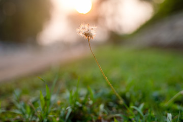  Roadside flowers, the setting sun