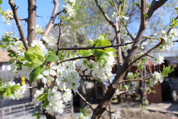 Plum's rebirth