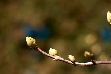 Neutral background of swollen lilac buds in a sunny day. One spring green first sprout. Blue toned