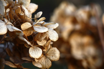 Spring day. The hydrangea macrophylla inflorescence which remained from last year. Interesting dry beige-brown flowers.