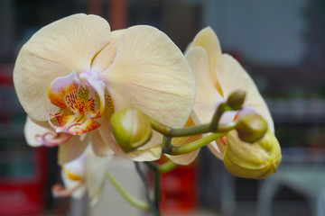 yellow orchid isolated on blur background. Closeup of yellow phalaenopsis orchid