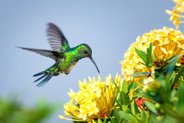 A female Blue-chinned Sapphire hummingbird feeding on a yellow Ixora Hedge.