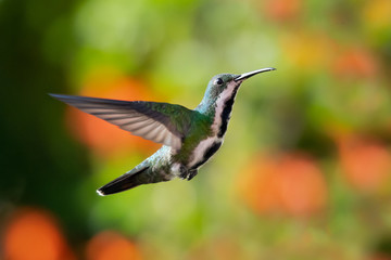 A female Black-throated Mango hovering with a bokeh background.