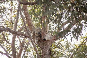 schalfender Koala auf Ast