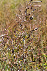 ripening canola pods