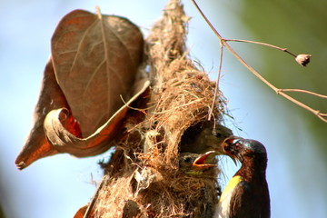 Männchen der Ceylon Nektarvögel beim füttern © Detlev