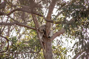 Koala auf Baum auf Magnetic Island