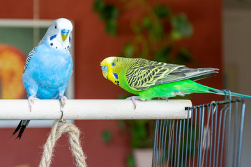 Wellensittich (Melopsittacus undulatus).