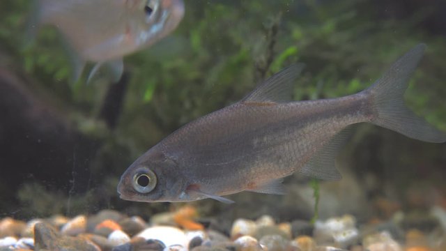 Young bream swims in the aquarium. Freshwater river fish in an aquarium. Selective focus