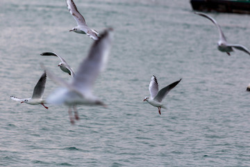 Dubai Creeks - Seagull