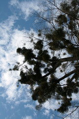 
beautiful forest and beautiful forest paths