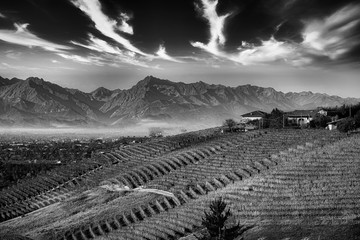 Landscapes of the Piedmont Langhe of vineyards photographed in black and white
