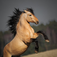 Beautiful rearing buckskin horse with long mane on natural dark background, portrait in motion...