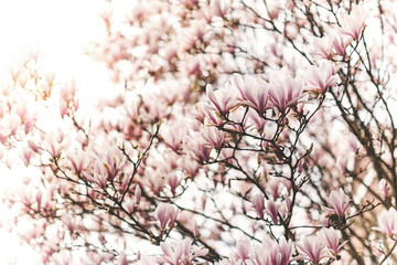 Obraz premium Beautiful magnolia tree. Spring is coming concept. Beauty in nature. Soft focus.