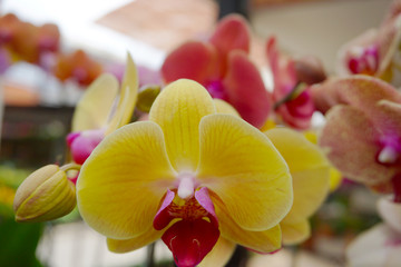 yellow orchid isolated on blur background. Closeup of yellow phalaenopsis orchid