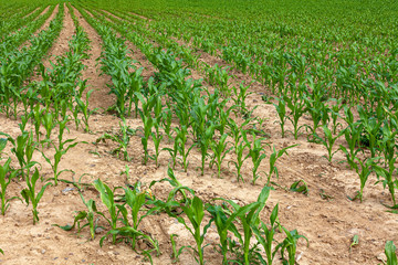 Green corn field growing up.