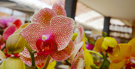 orchid isolated on blur background. Closeup of phalaenopsis orchid. white white Phalaenopsis with...