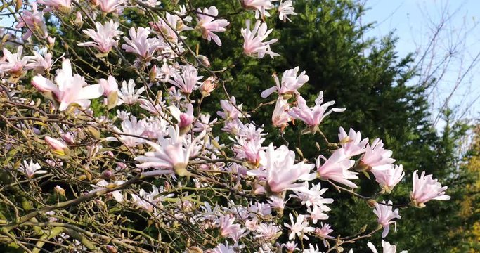 beautiful magnolia tree with blue sky in spring