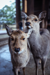 Naklejka na ściany i meble Many Wet Wild Deers in the Nara Park, Japan