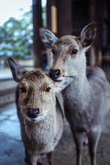 Naklejka na ściany i meble Many Wet Wild Deers in the Nara Park, Japan