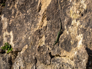 Green lizard sitting on a stone on a hot day.