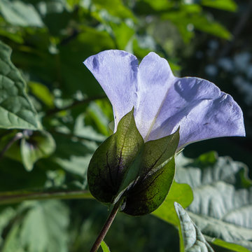Nicandra physalodes