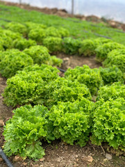 Growing organic green leaf lettuce 