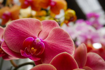 pink orchid isolated on blur background. Closeup of pink phalaenopsis orchid