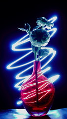 White flower in a red glass vase with black background and light painting 