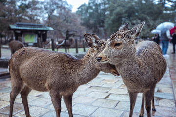 Many Wet Wild Deers in the Nara Park, Japan