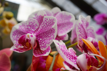 purple orchid isolated on blur background. Closeup of purple phalaenopsis orchid