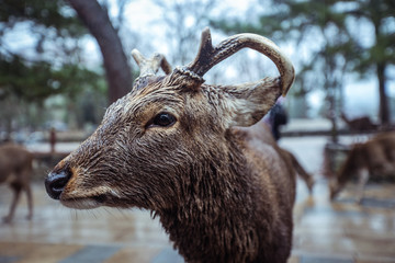 Wet Wild Deer in the Nara Park, Japan