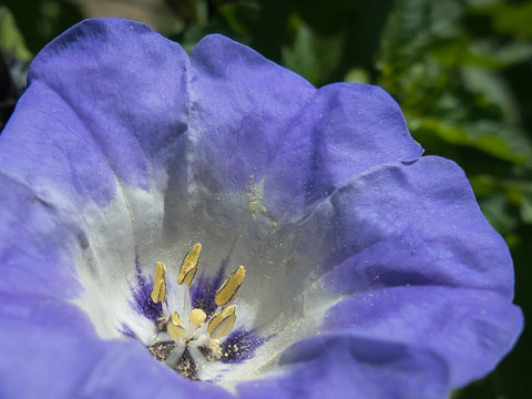Nicandra physalodes