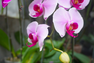 white orchid isolated on blur background. Closeup of white phalaenopsis orchid. white Phalaenopsis ...