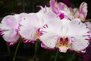 white orchid isolated on blur background. Closeup of white phalaenopsis orchid. white Phalaenopsis  with pink stripe hybrid