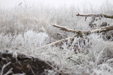 Туман зимой