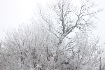 Иней и туман