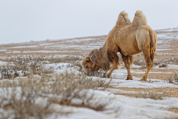 Bactrian camels in the snow of desert, Mongolia