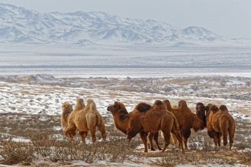 Bactrian camels in the snow of desert, Mongolia