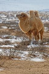 Bactrian camels in the snow of desert, Mongolia