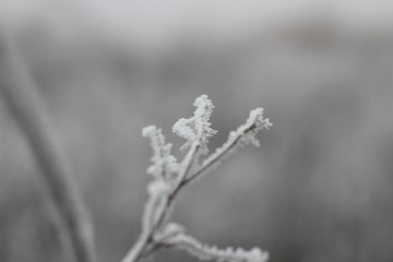 Иней и туман