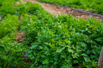 Obraz premium Greenhouse for the cultivation of salad stock photo (sogan,tere,roka,maydonoz)