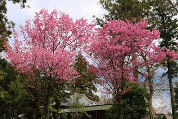 春　桜　きれい　風景　茨城