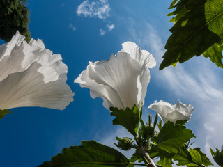 Hibiskus © Guenther