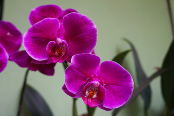 purple orchid isolated on blur background. Closeup of purple phalaenopsis orchid